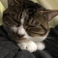 ゆめ