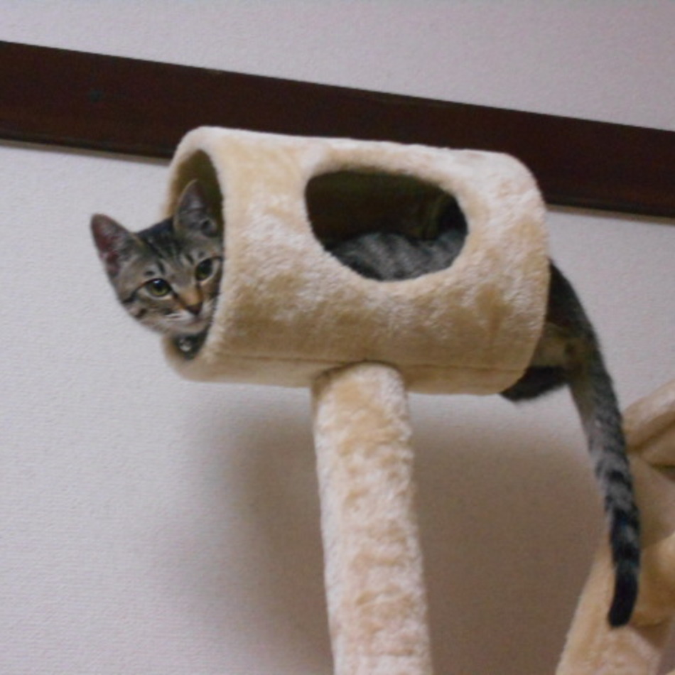 ラッキーのカバー写真