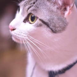 久しぶりの投稿《保護猫編》