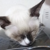 あむ