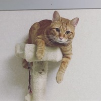 ゆず