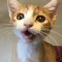 可愛い茶白のメスの子猫