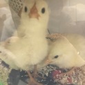 ヒヨコの里親になってくれる方お願いします