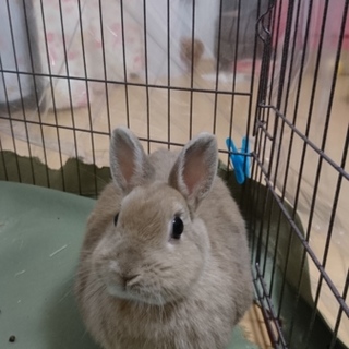 ネザーランドドワーフの女の子。３歳です。