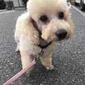 足が短いコロンコロンなドラミちゃん
