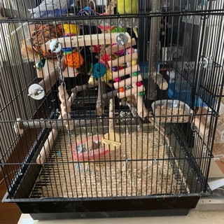 昨年の春生まれた羽衣セキセイインコのペア