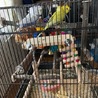 昨年の春生まれた羽衣セキセイインコのペア サムネイル2