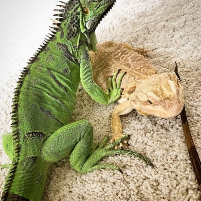 chikopikoのカバー写真
