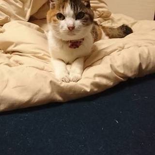 高齢ミケちゃんに第二の人生を！