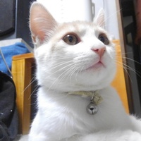 ほたる