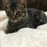 タロ