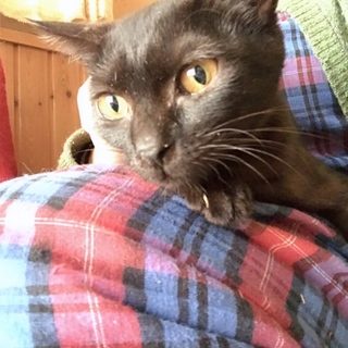 生後約5〜6ヶ月 甘えん坊の濃茶ちゃん