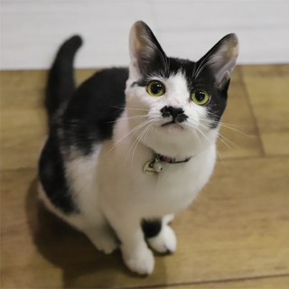 ぽっちゃりキュートな黒白女の子