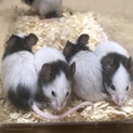 パンダマウスの里親様募集