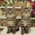 命のリレーで保護された丸顔美猫兄妹