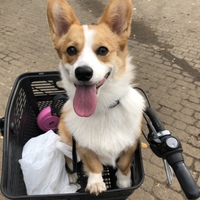 ポポ
