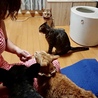 奥からペケーニャ、ニィニャ、ムーチャ、プゥ