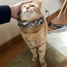 むーしゃん