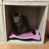 ニィニャ