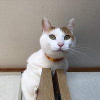 のんたん
