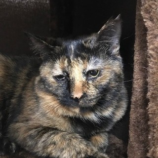 今度こそ幸せに☆大人しいサビちゃん