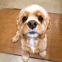ナウン