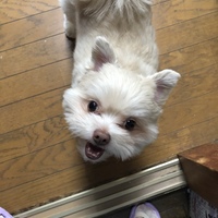 サビ
