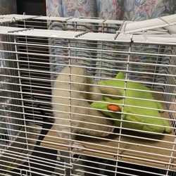 「お迎えしました」サムネイル2