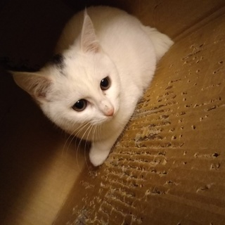 大人しい女の子