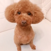 ぽろちゃん