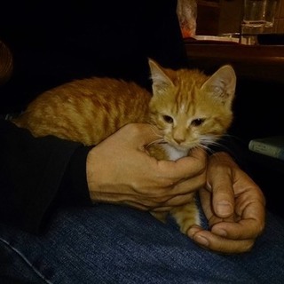 甘えん坊の男の子 茶白の小次郎くん