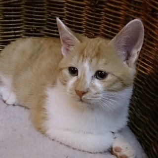 とっても優しい茶白の男の子 大五郎くん