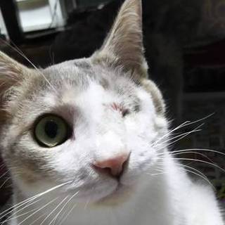 甘えんぼのサムくんです