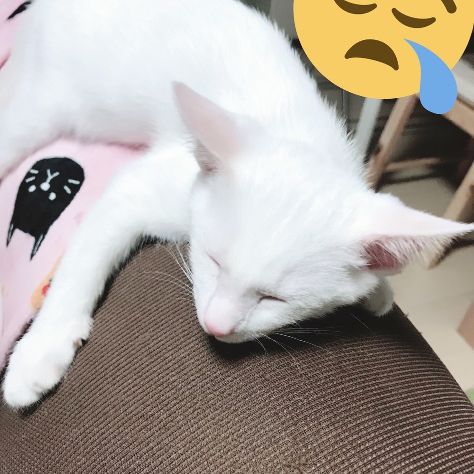 りくのカバー写真