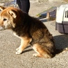 おとなしい柴犬のみさとちゃん/有難うございました！ サムネイル4