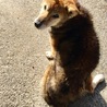 おとなしい柴犬のみさとちゃん/有難うございました！ サムネイル5