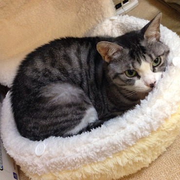 里親さんから貰ってきた子です。もう推定14歳のおばあちゃんです。