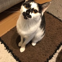 もとお