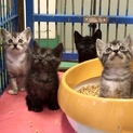 生後１ヶ月半程度２匹の黒系子猫ちゃん