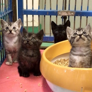 生後１ヶ月半程度２匹の黒系子猫ちゃん