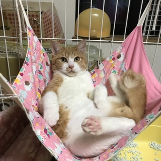 かわいい丸顔の男の子