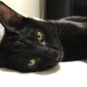超なつく可愛い鍵しっぽ黒猫