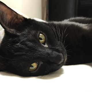 超なつく可愛い鍵しっぽ黒猫