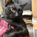 多頭飼育崩壊からのレスキュー‼️ゴンちゃん。