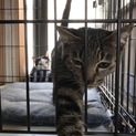 つかくん、正式譲渡になりました！