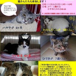 保護猫の譲渡会