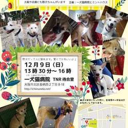元野犬ちゃんたちのずっとのおうちを探す譲渡会