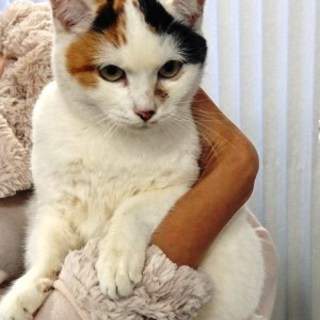 ちくわ　　　3歳くらいの女の子