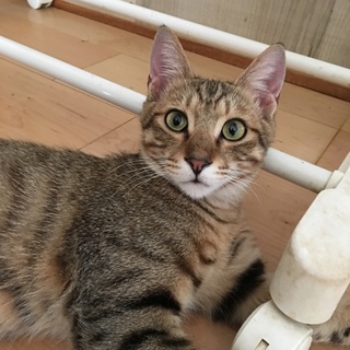 ★穏やかな甘えん坊の漣（れん）くん★