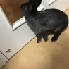 黒子